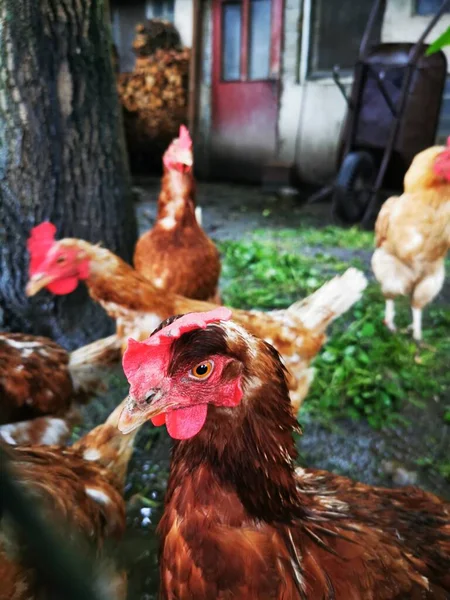 Курицы Домашней Фермы Большая Картина Сельского Хозяйства — стоковое фото