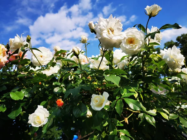 Λευκά Τριαντάφυλλα Και Μπλε Ουρανός Πολύ Ωραίο Φόντο — Φωτογραφία Αρχείου