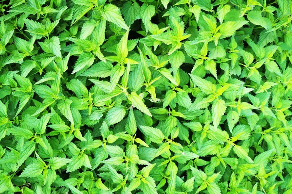 Zielony Wiosna Pokrzywy Tekstury Jako Ładne Naturalne Tło — Zdjęcie stockowe