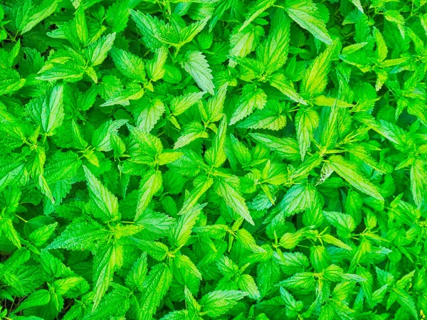 Зеленая Весна Крапивы Текстуры Хороший Естественный Фон — стоковое фото