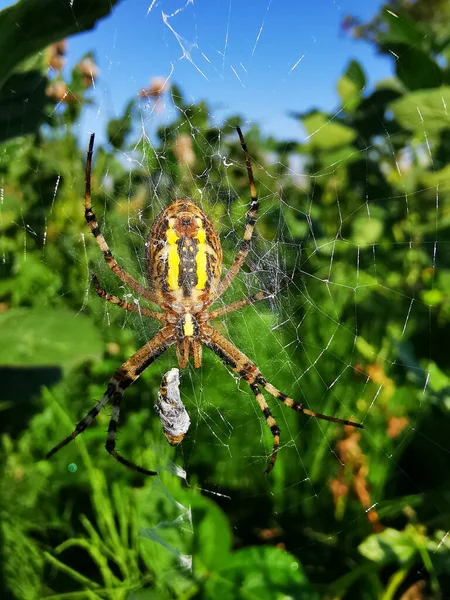 Gelbe Spinne Aus Dem Wald Und Sein Netz — Stockfoto