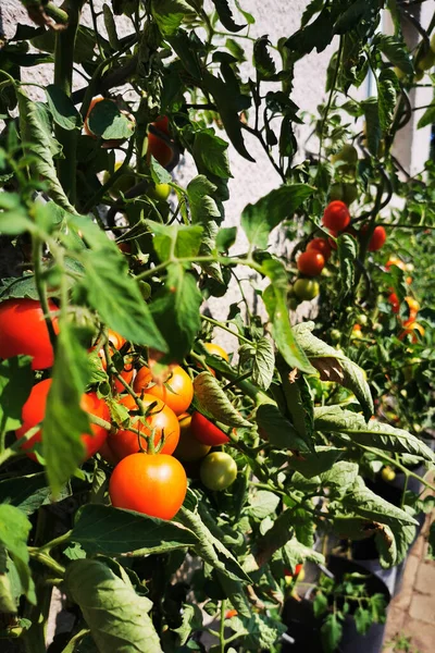 Planta Tomate Verano Pequeña Granja Casa — Foto de Stock