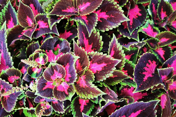 coleus plant texture as very nice natural background