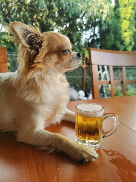 炎热的夏天给奇瓦瓦州的小狗和小啤酒 — 图库照片