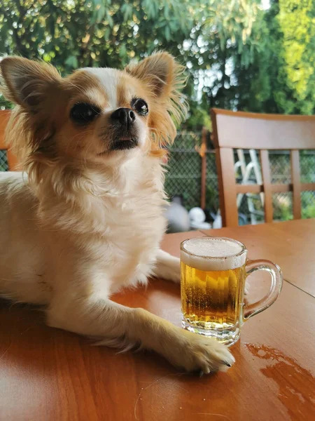 炎热的夏天给奇瓦瓦州的小狗和小啤酒 — 图库照片