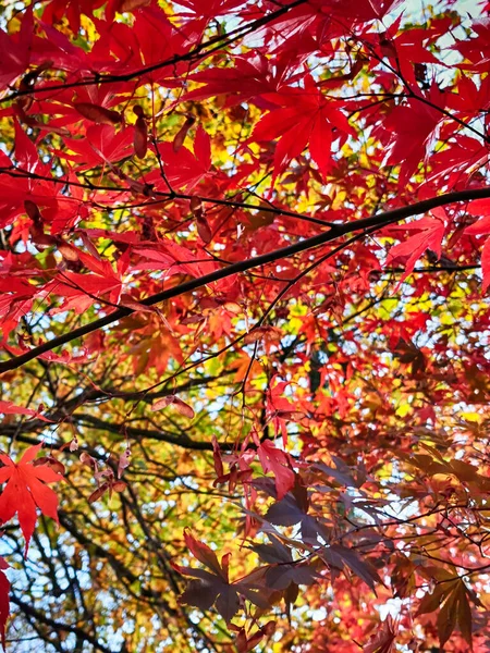 紅葉が美しい秋の公園を背景に — ストック写真