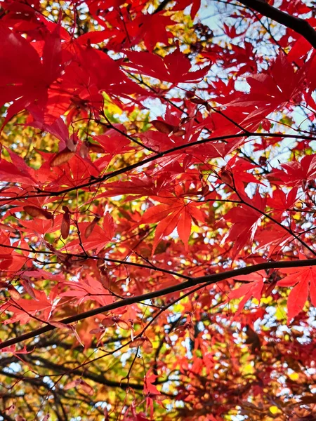 Autumn Park Color Leaves Nice Background — Stock Photo, Image