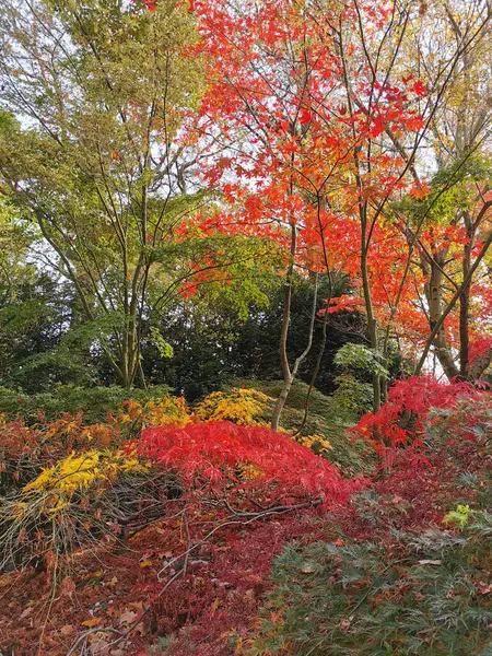 秋天的公园 色彩斑斓的树叶为漂亮的背景 — 图库照片