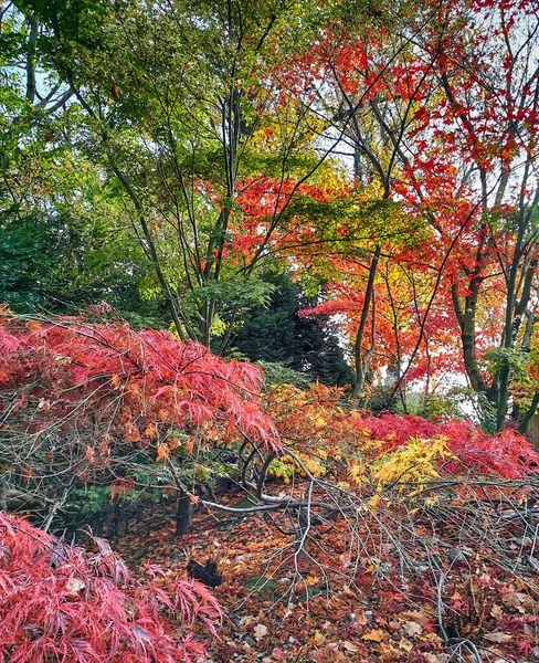 Осенний Парк Цветными Листьями Качестве Красивого Фона — стоковое фото