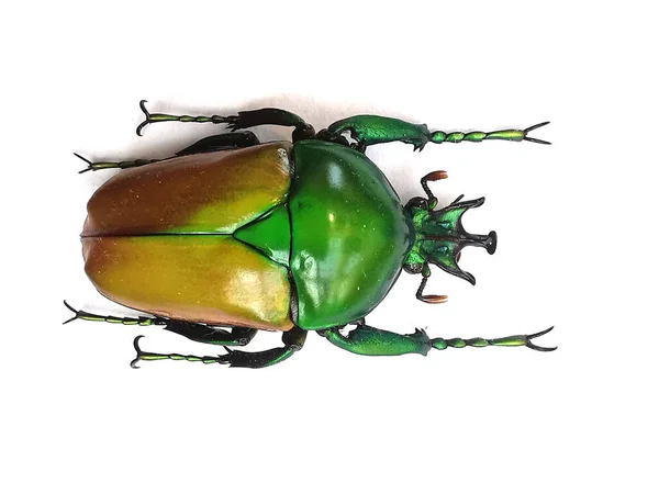 Großer Käfer Isoliert Auf Weißem Hintergrund — Stockfoto