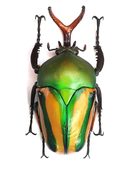 Großer Käfer Isoliert Auf Weißem Hintergrund — Stockfoto