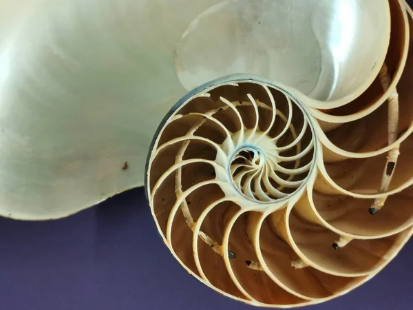 Ammoniten Fossile Textur Als Sehr Schöner Tierischer Hintergrund — Stockfoto