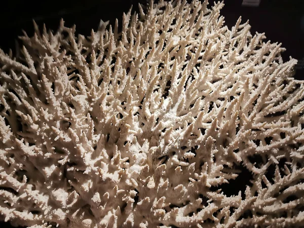 Старые Коралловые Текстуры Хороший Естественный Фон — стоковое фото