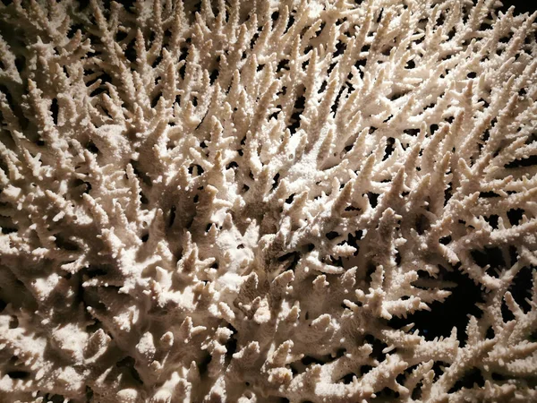 古いサンゴのテクスチャはとても自然な背景です — ストック写真