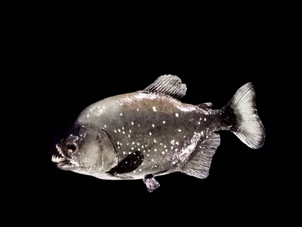 Piranha Balık Siyah Arka Plan Izole — Stok fotoğraf