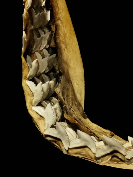 Köpekbalığı Dişleri Siyah Arkaplanda Izole — Stok fotoğraf