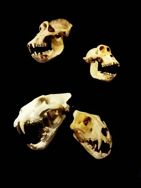 Zvířecí Lebka Kosti Izolované Černém Pozadí — Stock fotografie
