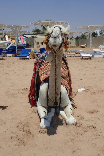 Viejo Camello Está Descansando Playa — Foto de Stock
