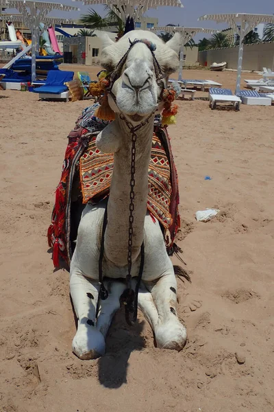 Camelo Velho Está Descansando Praia — Fotografia de Stock
