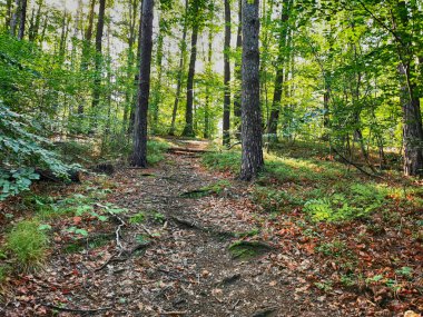 Yeşil czech ormanı çok güzel doğal bir arka plan.