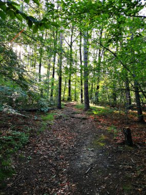 Yeşil czech ormanı çok güzel doğal bir arka plan.