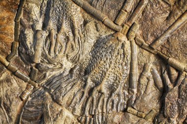 crinoid fosil dokusu çok güzel doğal arkaplan olarak