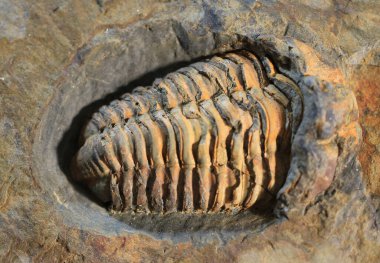Trilobite fosil doku çok güzel doğal arka plan olarak