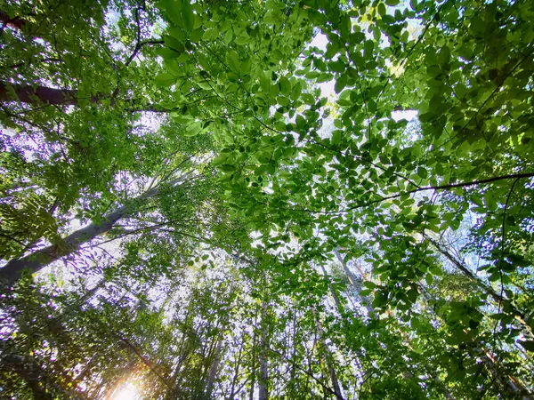 Зеленый Чехословацкий Лес Хороший Природный Фон — стоковое фото
