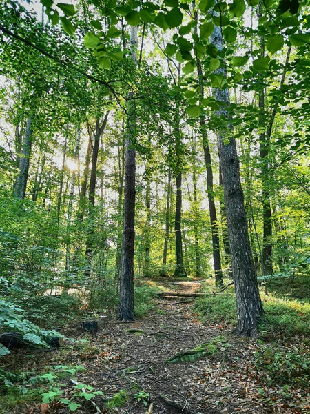緑豊かなチェコの森を背景に — ストック写真