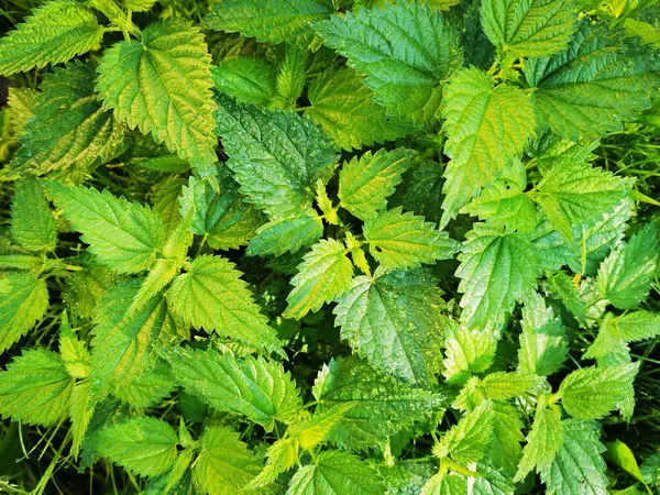 Fresh Nettle Texture Very Nice Natural Background — Stock Photo, Image