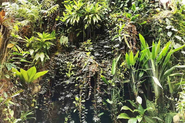 Bardzo Ładna Struktura Dżungli Jako Ładne Tło — Zdjęcie stockowe
