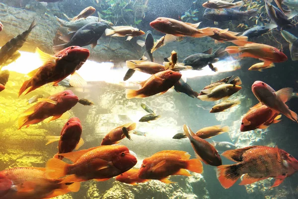 Verschiedene Aquarienfische Als Schöner Natürlicher Hintergrund — Stockfoto