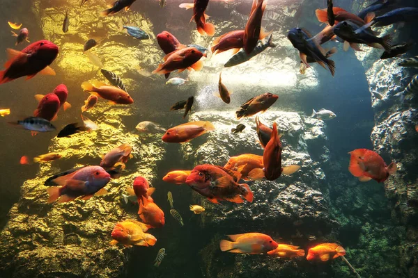 Verschiedene Aquarienfische Als Schöner Natürlicher Hintergrund — Stockfoto