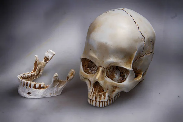 Osso Crânio Humano Como Símbolo Morte — Fotografia de Stock