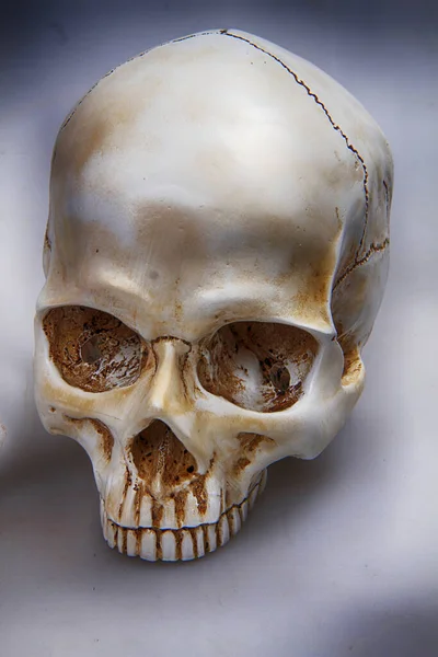 人間の頭蓋骨は死の象徴として — ストック写真