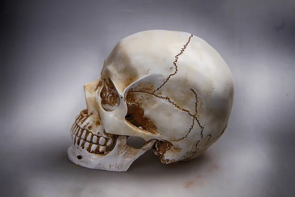 Ölümün Sembolü Olarak Insan Kafatası Kemiği — Stok fotoğraf