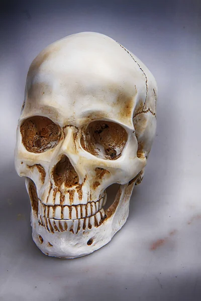 人間の頭蓋骨は死の象徴として — ストック写真