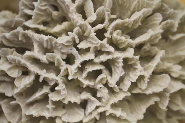 Стара Коралова Текстура Дуже Гарний Природний Фон — стокове фото