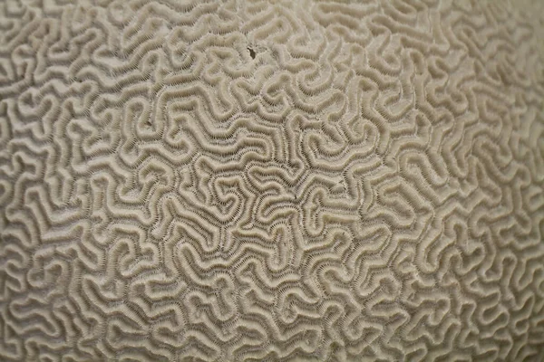 stock image old coral texture as very nice natural background