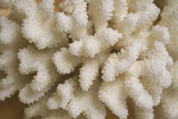 Textura Coral Antiguo Como Fondo Natural Muy Agradable — Foto de Stock