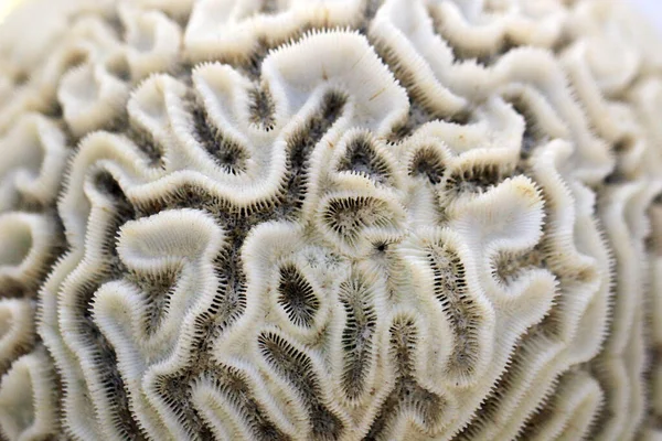 Gammal Korall Konsistens Som Mycket Trevlig Naturlig Bakgrund — Stockfoto
