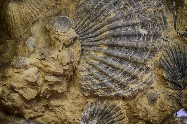 Θάλασσα Κέλυφος Fosil Υφή Πολύ Ωραίο Φυσικό Υπόβαθρο — Φωτογραφία Αρχείου