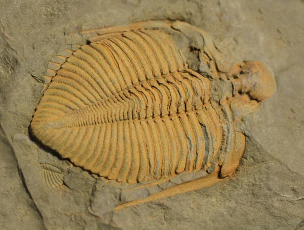 Trilobiet Fossiele Textuur Als Zeer Mooie Natuurlijke Achtergrond — Stockfoto
