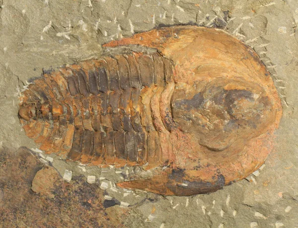 Trilobite Fossila Textur Som Mycket Fin Naturlig Bakgrund — Stockfoto