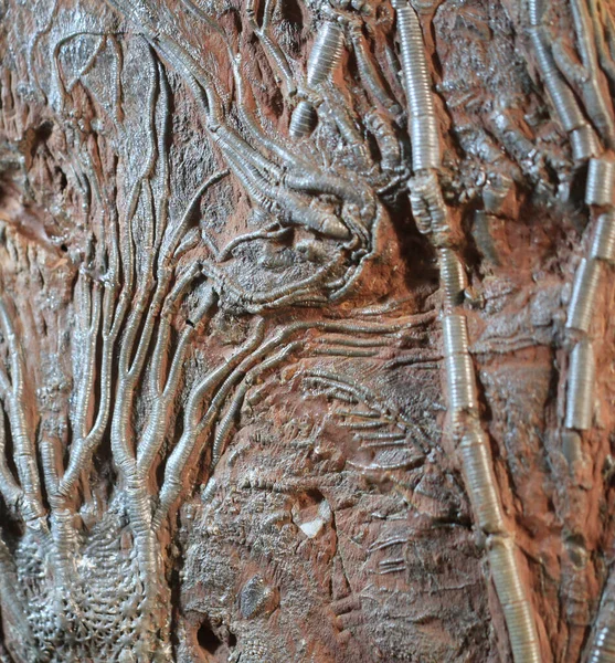 Textura Fóssil Crinoide Como Fundo Natural Muito Agradável — Fotografia de Stock