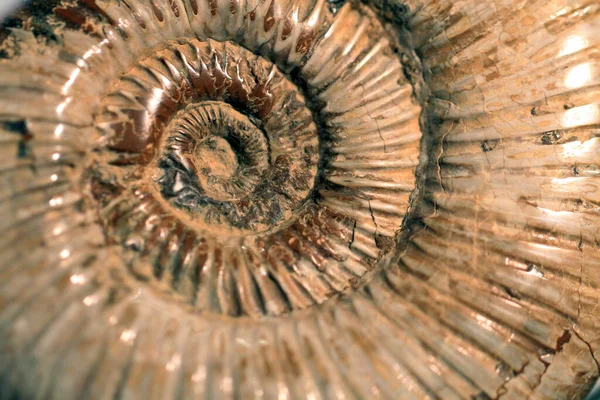 Ammoniteszek Fosszilis Textúra Nagyon Szép Természeti Háttérként — Stock Fotó