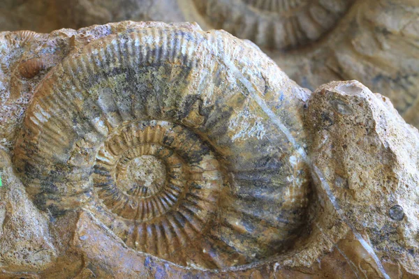 Ammoniten Fossile Textur Als Sehr Schöner Natürlicher Hintergrund — Stockfoto