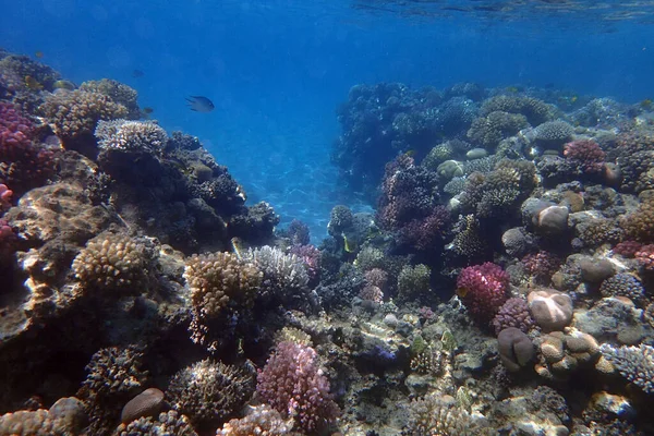 Korallenriff Vom Roten Meer Makadi Bucht — Stockfoto