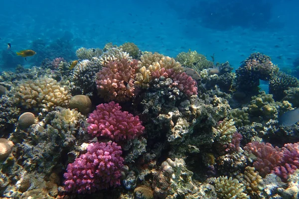 Korallrev Från Röda Havet Makadi Bay — Stockfoto