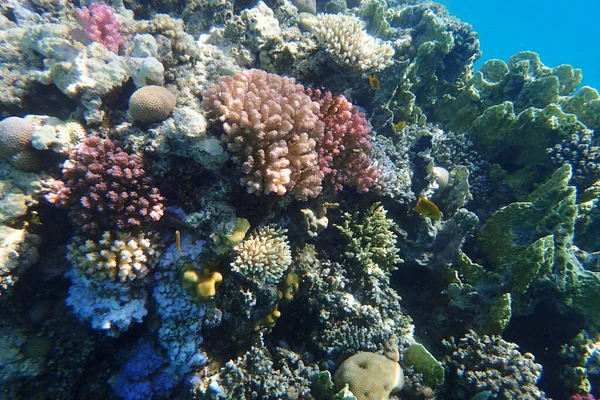 Arrecife Coral Del Mar Rojo Bahía Makadi —  Fotos de Stock